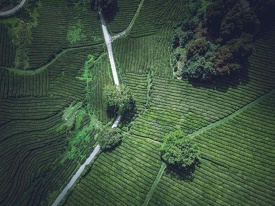 Tea garden terraces, Jorhat district